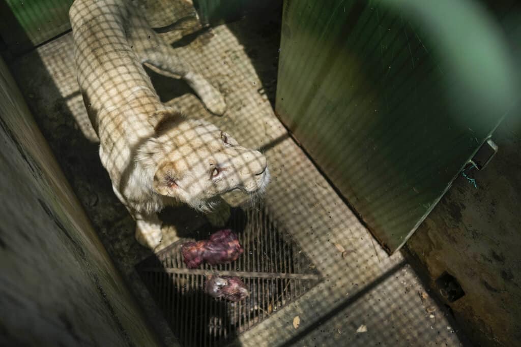 Leones blancos reviven interés de venezolanos por zoológico (Fotos)