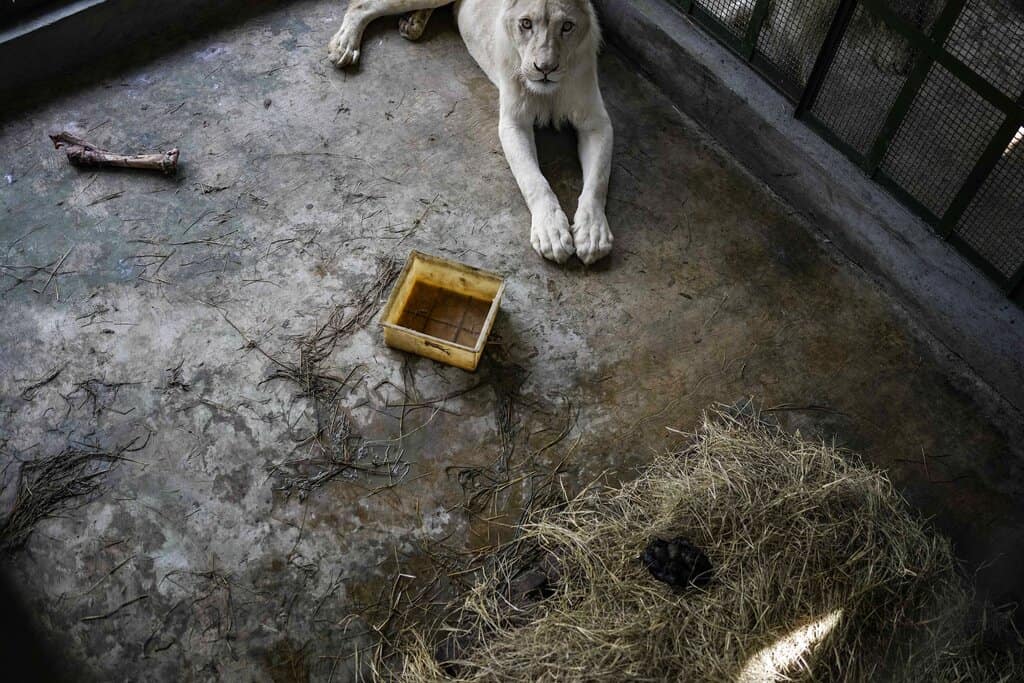 Leones blancos reviven interés de venezolanos por zoológico (Fotos)