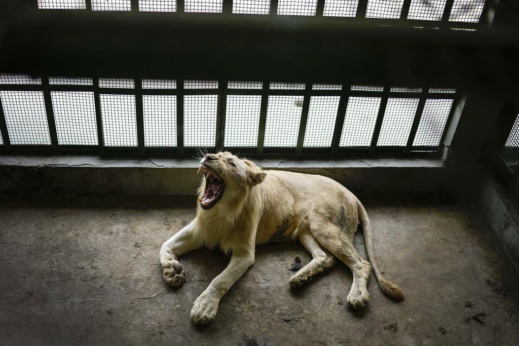 Leones blancos reviven interés de venezolanos por zoológico (Fotos)