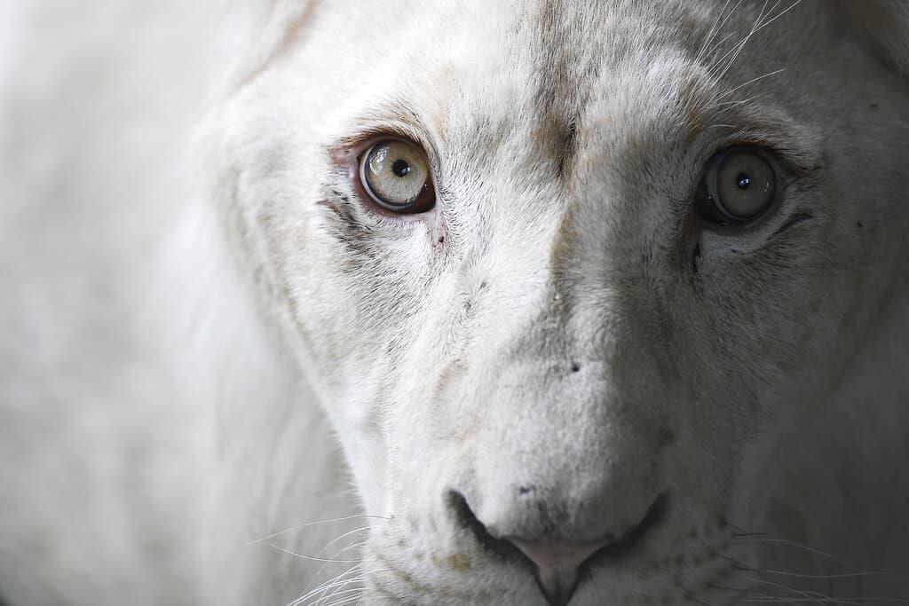 Leones blancos reviven interés de venezolanos por zoológico (Fotos)