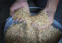 La inseguridad alimentaria aguda llegó a 258 millones de personas en 2022