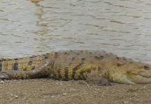 Hallan restos humanos en estómago de un cocodrilo en el noreste de Australia