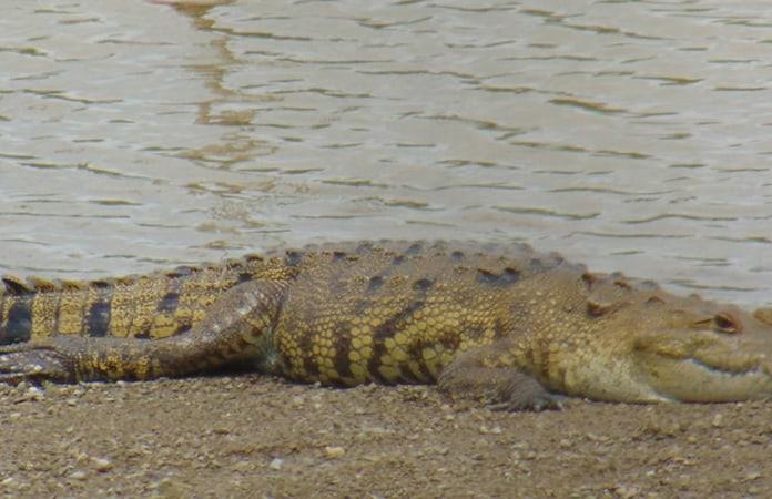 Cocodrilo causa pánico en Los Sabinos