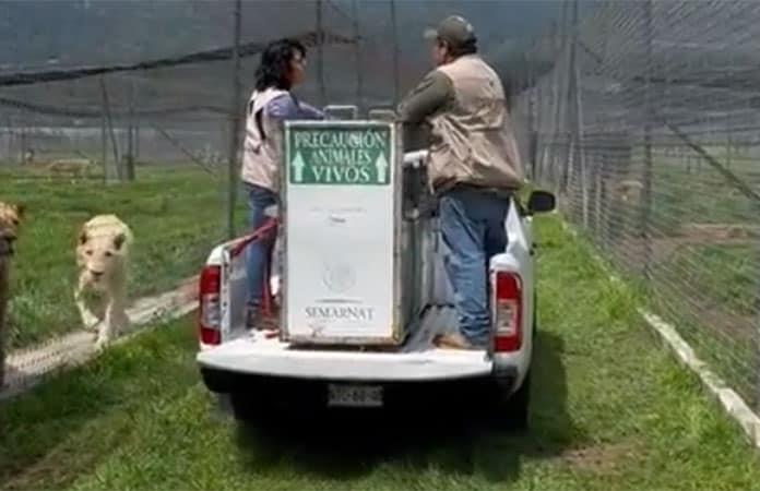 Imagen: Captura de video