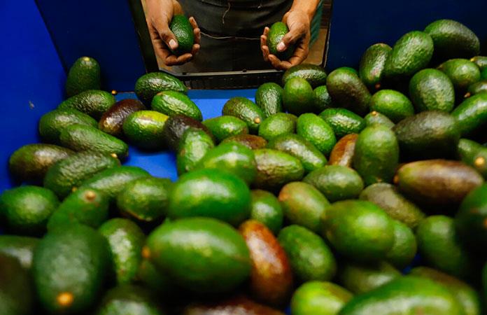 Los aguacates y las alitas de pollo, titulares en este Super Bowl