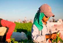 Alerta sobre Trabajo Infantil en México