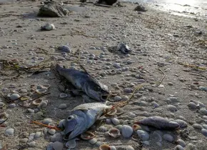 Pescadores de Yucatán alertan sobre la llegada de marea roja