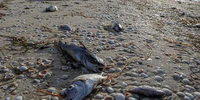 Pescadores de Yucatán alertan sobre la llegada de marea roja