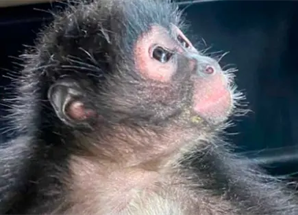 Profepa rescata dos monos ara&ntilde;a en Tepezal&aacute;, Aguascalientes