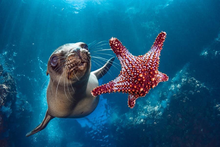 Reproducción de la fotografía Sea lion with a starfish, de Hannes Klostermann, en La Paz, estado de Baja California (México). EFE