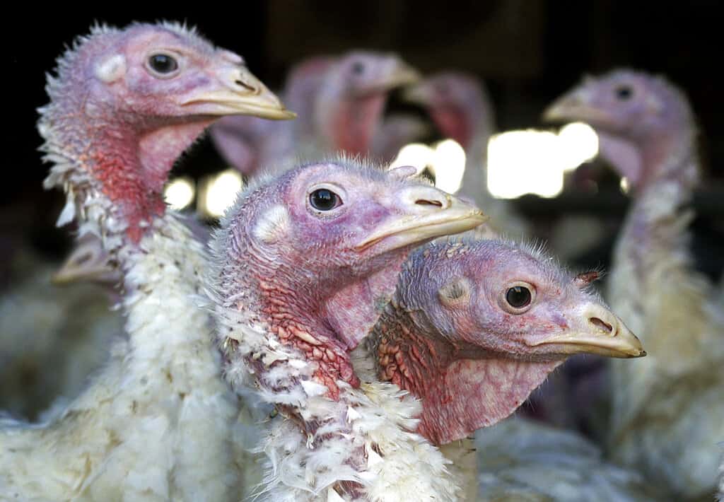 Reportan seis granjas infectadas con gripe aviar en Yucatán