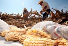 Precios de granos seguirán altos en 2023 por entorno mundial, prevén expertos