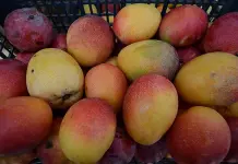 Beneficios del Mango para una Dieta Saludable