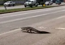 Rastreo Satelital de Cocodrilos Moreletii en Tamaulipas Rastreo Satelital de Cocodrilos Moreletii en Tamaulipas