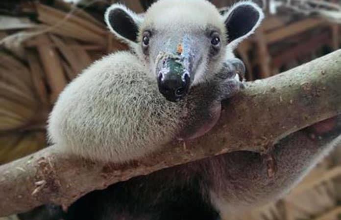 Imagen: Selva Teenek Ecopark