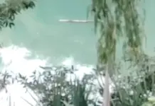 Alerta en Edomex por cocodrilo en Laguna La Piedad