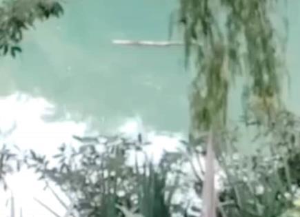 Alerta en Edomex por cocodrilo en Laguna La Piedad
