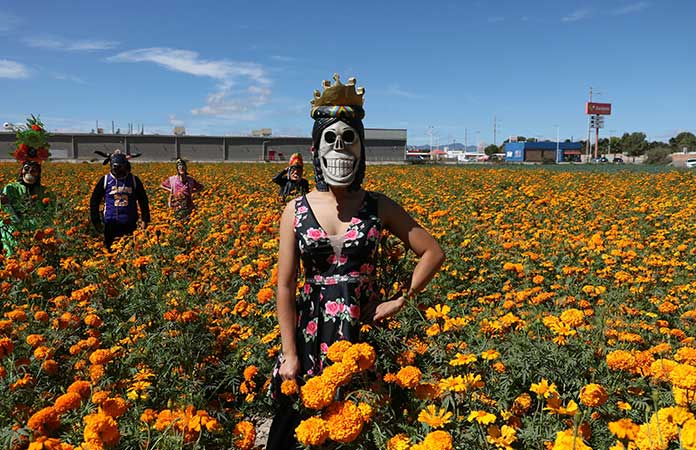 Aumentará de precio la flor de cempasúchil