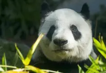 Inicia proceso para que China envíe pareja de pandas a zoo de San Francisco Inicia proceso para que China envíe pareja de pandas a zoo de San Francisco