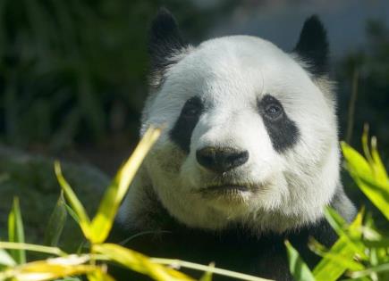Inicia proceso para que China envíe pareja de pandas a zoo de San Francisco
