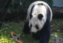 Zoo chino despide a cuidador de pandas que pastoreó a uno con una vara