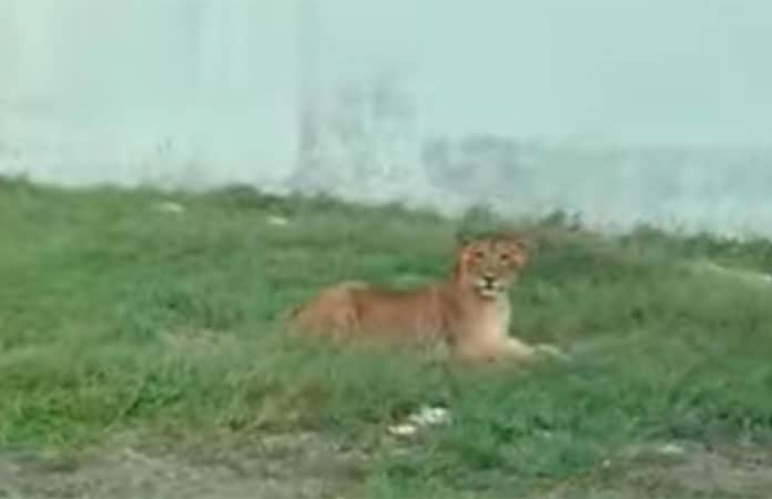 Imagen: Captura de video