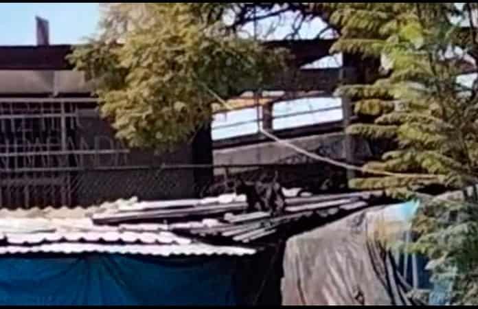 Imagen: Captura del video