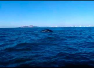 Un muerto y un herido tras chocar una ballena contra un barco en Australia