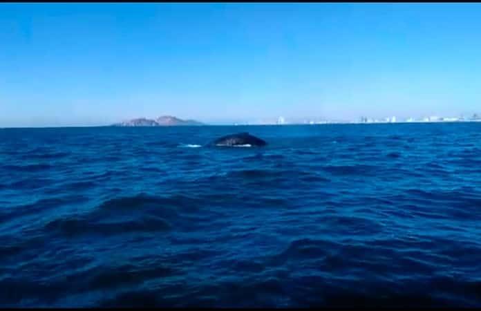Imagen: Captura de video