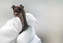 Científicos chinos estudian sistema inmune de murciélagos para enfrentar futuras zoonosis