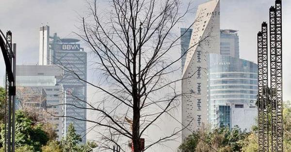 Esta Es La Historia Del Ahuehuete De Paseo De La Reforma