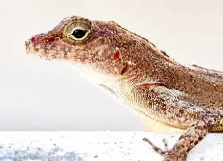 Feng Shui explica significado de lagartijas en hogar