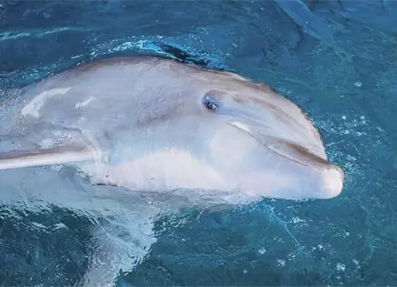 Hallan restos de delfín con rastros de violencia en playa Bagdad Hallan restos de delfín con rastros de violencia en playa Bagdad