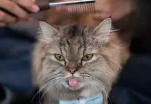 C&oacute;mo proteger a tu gato de escaparse