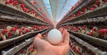 Impacto de la Influenza Aviar en los Precios del Huevo