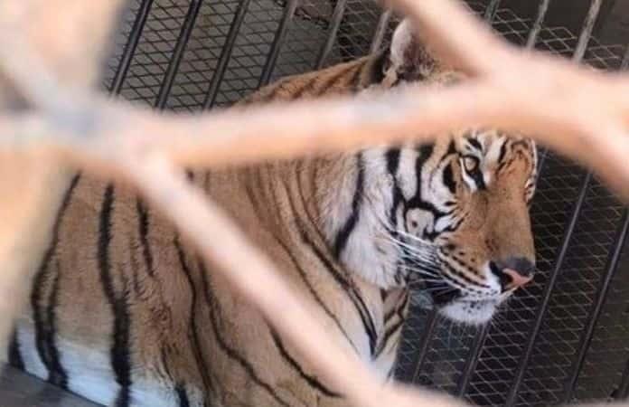 Imagen: Protección Animal Sonora