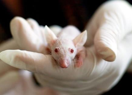 Estudio sobre el comportamiento de las ratas en situaciones de amenaza