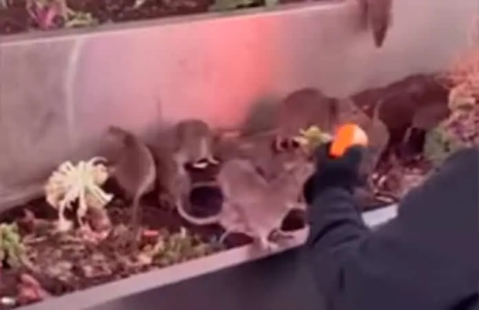 VIDEO: Ratas invaden Times Square en Nueva York... hombre las alimenta