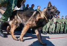 Cachorro turco continuará con el legado de Proteo