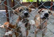 Alistan reformas para endurecer sanciones contra maltrato animal