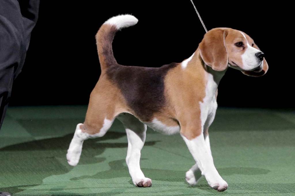 Bulldog francés: La raza canina más popular en EE.UU.