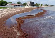 Intervención de Semar resuelve problema del sargazo en Quintana Roo Intervención de Semar resuelve problema del sargazo en Quintana Roo
