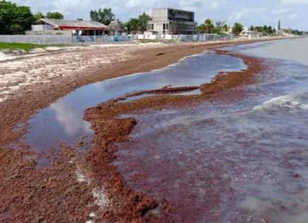 Intervención de Semar resuelve problema del sargazo en Quintana Roo