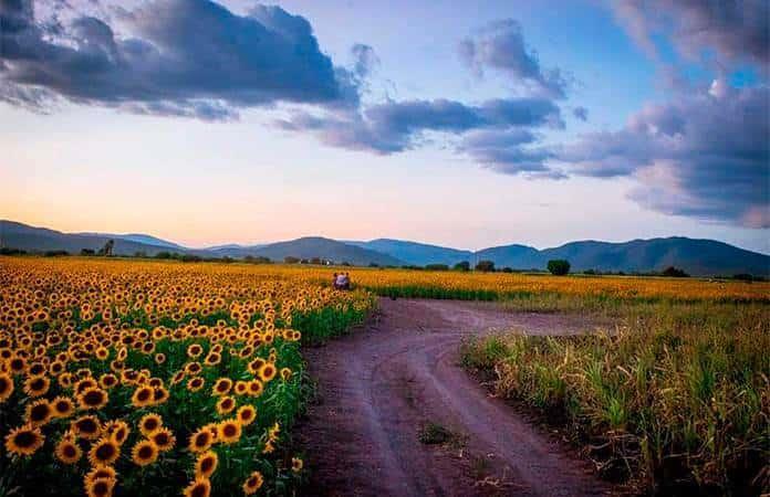 Producirán girasoles en comunidad San Juan