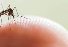 Aumentan los casos de dengue y hay 14 muertos en Argentina
