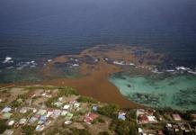 Megacinturón de sargazo en el Atlántico llega a 13 millones de toneladas
