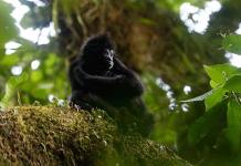 Chucantí, una reserva en el Darién de Panamá con una biodiversidad abrumadora