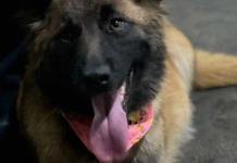 Bomberos de la CDMX rescatan a perrita embarazada y se la quedan