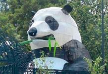 Oso panda gigante causa sensación en el Bosque de Chapultepec