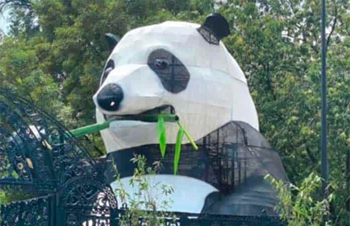 Oso panda gigante causa sensación en el Bosque de Chapultepec